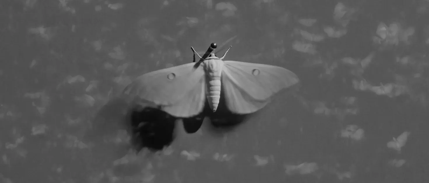 Moth & Marble — still 2